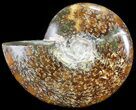 Polished, Agatized Ammonite (Cleoniceras) - Madagascar #60743-1